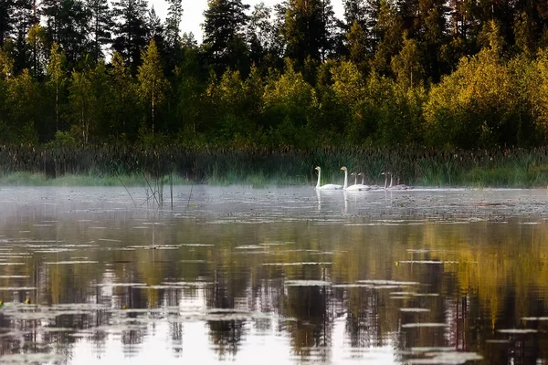 Лебеди плавают по озеру утром в тумане — стоковое фото