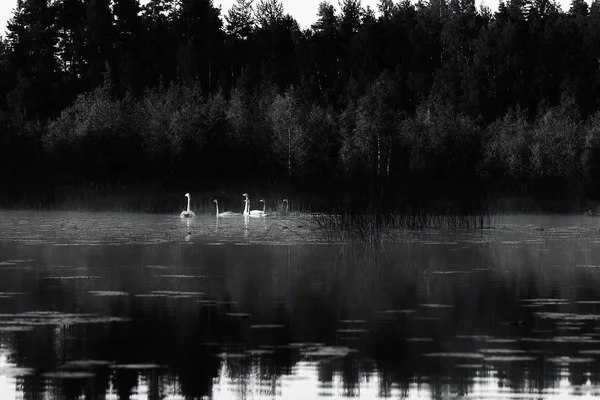 Los cisnes flotan en el lago por la mañana en la niebla —  Fotos de Stock
