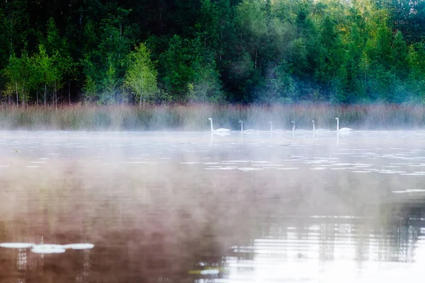Los cisnes flotan en el lago por la mañana en la niebla —  Fotos de Stock