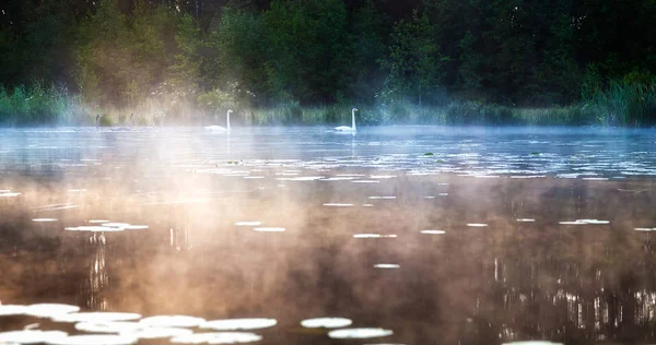 Cisnes flutuam no lago de manhã no nevoeiro — Fotografia de Stock