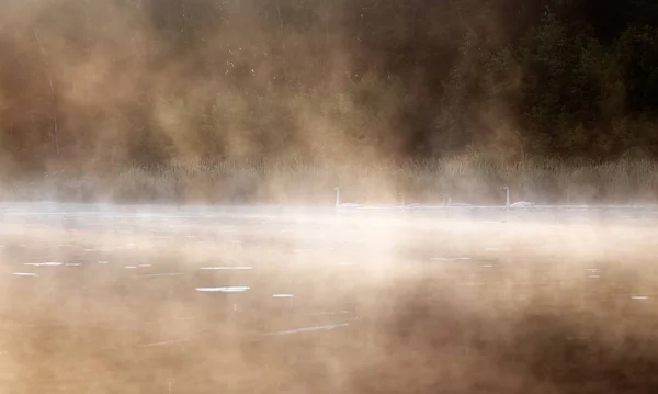 Лебеди плавают по озеру утром в тумане — стоковое фото