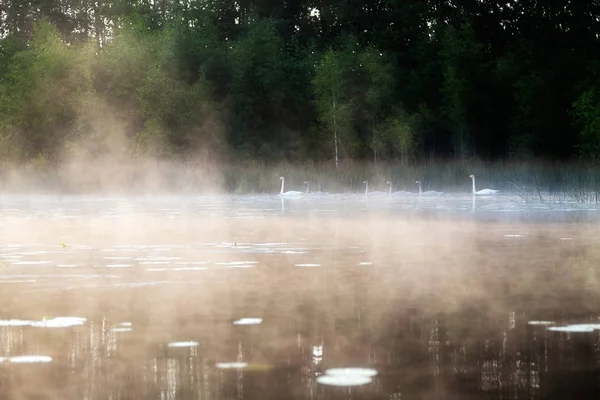 Cisnes flutuam no lago de manhã no nevoeiro — Fotografia de Stock