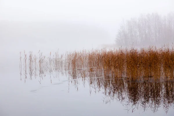 Paisagem de inverno - lago, junco, nevoeiro — Fotografia de Stock