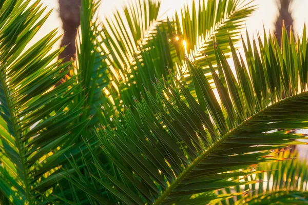 Kumsalda yeşil palmiye ağacı değil