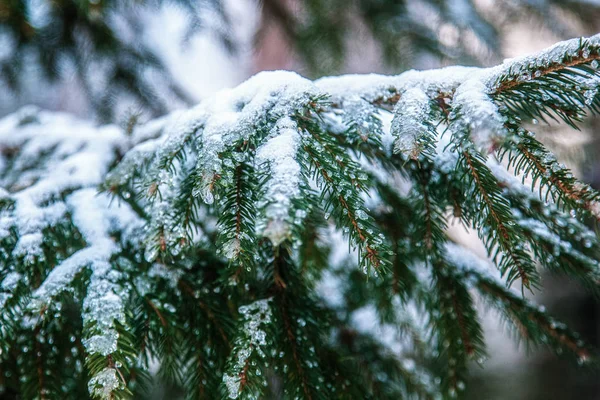 La branche d'épinette est recouverte de neige — Photo