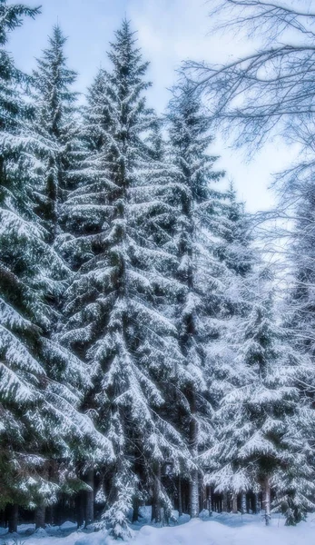 La forêt d'épinettes est en hiver sous la neige — Photo