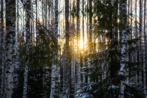 Floresta de bétula é no inverno — Fotografia de Stock