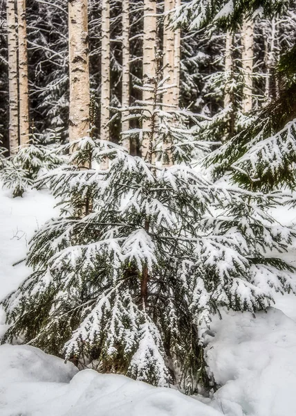 Spruce forest is in winter under the snow