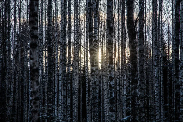 El bosque de abedul está en invierno — Foto de Stock