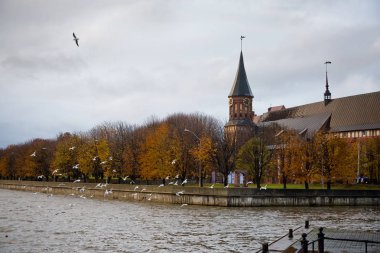 Kaliningrad sonbaharda. Kafedralnyyy Katedrali Kant Adası