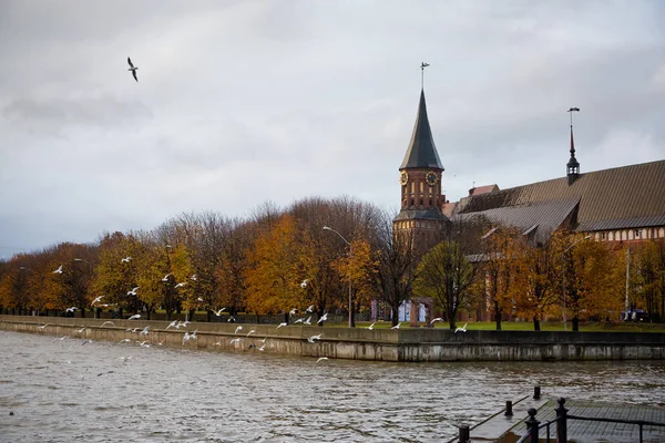 Jesień w Kaliningradzie. Katedra Kafedralnyyy na wyspę Kant — Zdjęcie stockowe
