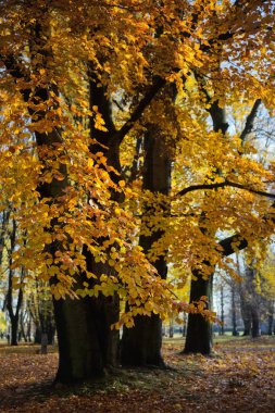 Kaliningrad, güneşli bir sabah sonbahar parkta bir yürüyüş