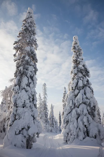 美丽的冬天，在俄罗斯卡累利阿 — 图库照片