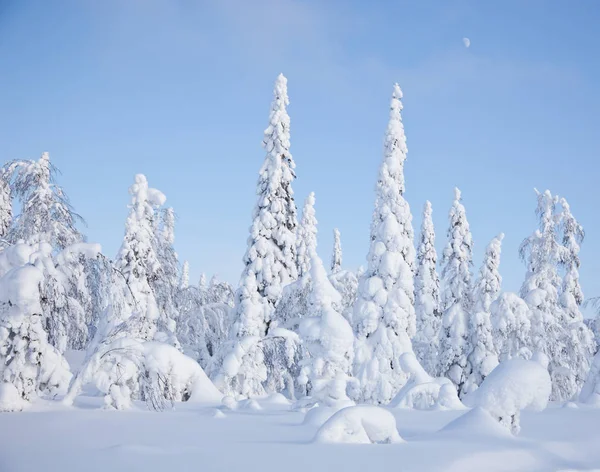 Beautiful winter in Russian Karelia — Stock Photo, Image