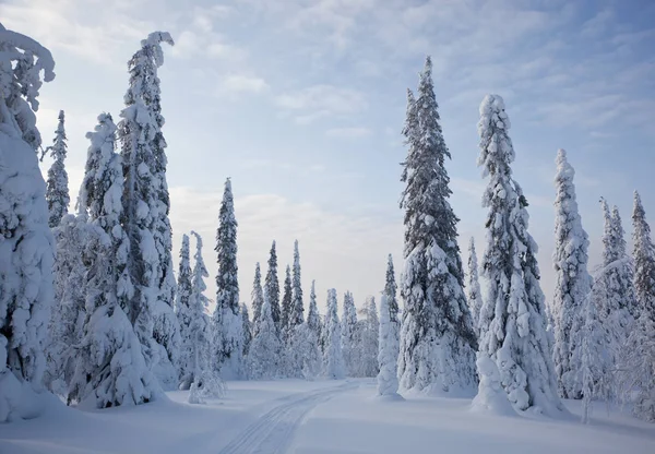 Beautiful winter in Russian Karelia — Stock Photo, Image