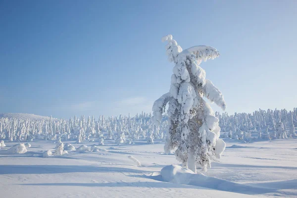 Beautiful winter in Russian Karelia — Stock Photo, Image