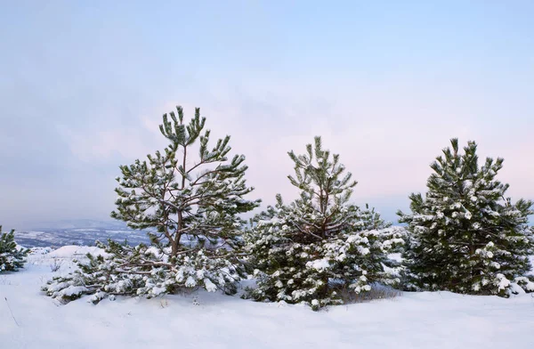 Snow-covered fir trees in the forest — Stock Photo, Image