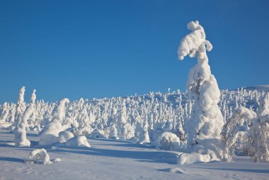 Karelya, parkta Paanajrvi çam