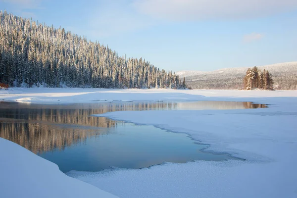 Karelia, pine in the park Paanajrvi — Stock Photo, Image