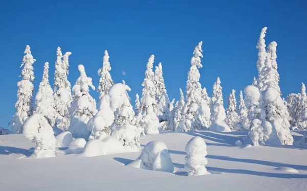 Karelia, pine in the park Paanajrvi — Stock Photo, Image