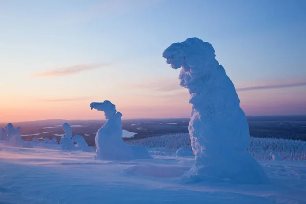 Gün batımında karla kaplı çam ağaçları