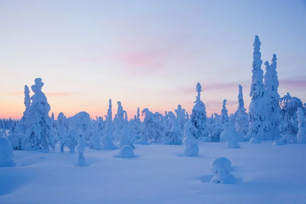 冰雪覆盖的松树，在日落时 — 图库照片