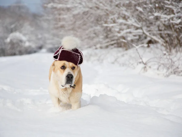 A dog in a hat in a snowy forest — Stock Photo, Image