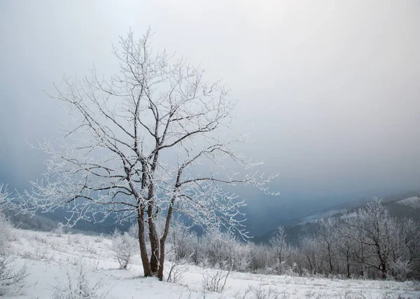Eenzame besneeuwde boom op de hemelachtergrond — Stockfoto