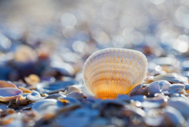 Yaz sahilde deniz kabuğu
