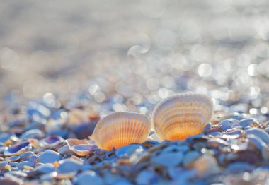 Yaz sahilde deniz kabuğu