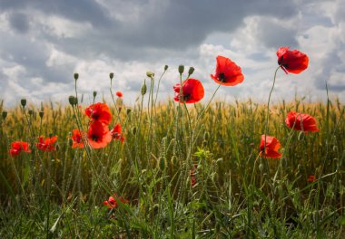 Yaz günü ön planda haşhaş tarlası