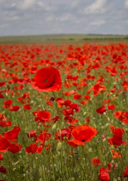 Large field with poppies summer day — Stock Photo, Image