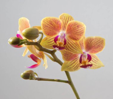 houseplant orkide çiçekli sırasında