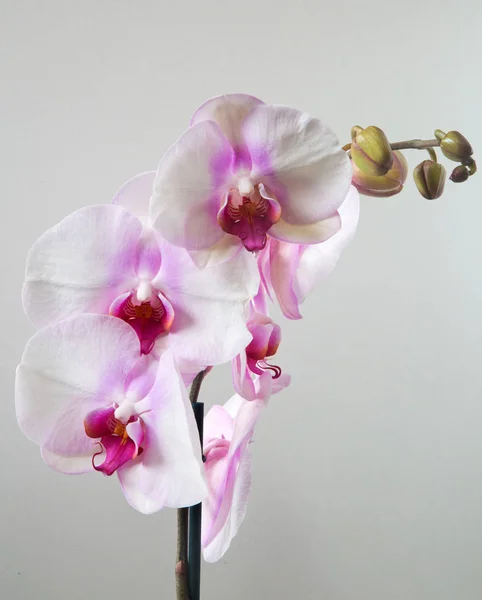 Houseplant orchids during flowering — Stock Photo, Image