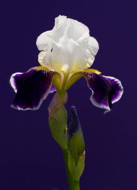 Güzel bir çiçek doğanın en iyi yaratıklarından biridir.