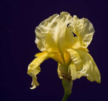 Güzel bir çiçek doğanın en iyi yaratıklarından biridir.