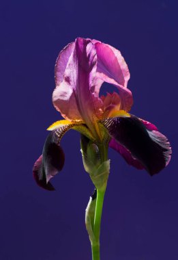 Güzel bir çiçek doğanın en iyi yaratıklarından biridir.