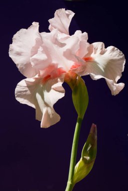 Güzel bir çiçek doğanın en iyi yaratıklarından biridir.