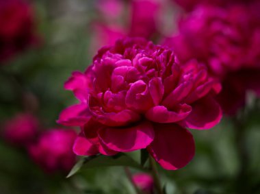 Güzel bir çiçek doğanın en iyi yaratıklarından biridir.