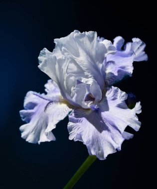 Güzel bir çiçek doğanın en iyi yaratıklarından biridir.