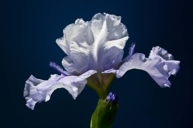 Güzel bir çiçek doğanın en iyi yaratıklarından biridir.