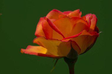 Güzel bir çiçek doğanın en iyi yaratıklarından biridir.