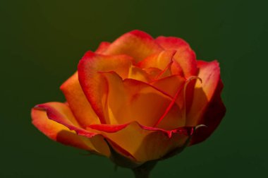 Güzel bir çiçek doğanın en iyi yaratıklarından biridir.