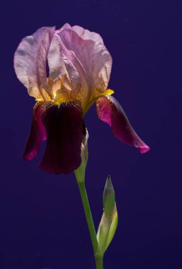 Güzel bir çiçek doğanın en iyi yaratıklarından biridir.