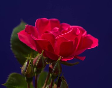 Güzel bir çiçek doğanın en iyi yaratıklarından biridir.