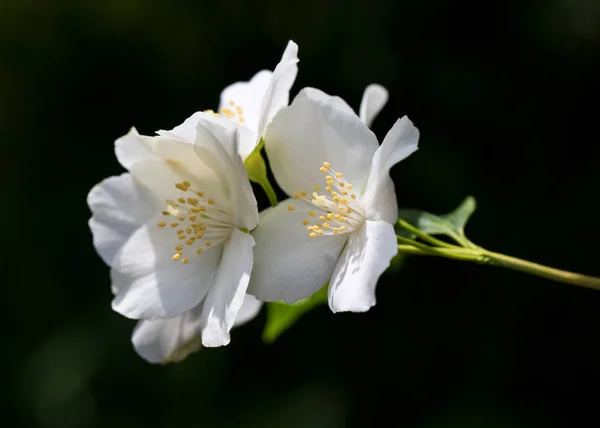 Une belle fleur est l'une des meilleures créatures de la nature — Photo