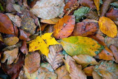 Yere düşen sonbahar yaprakları