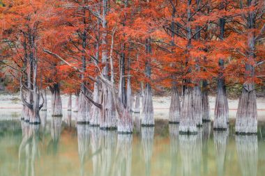 Marsh selvi ağaçları sonbaharda grove