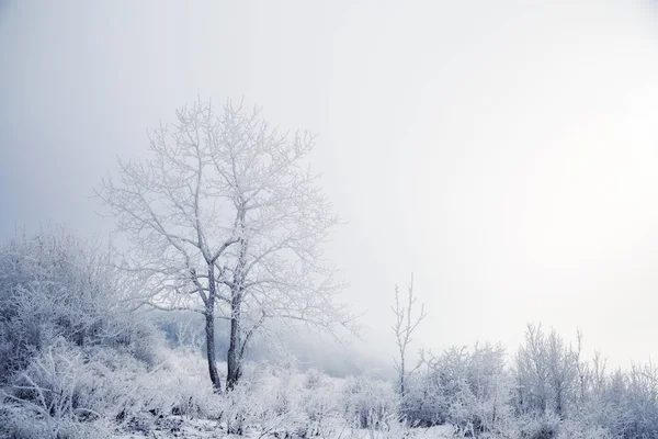 Prachtige bomen in de winter frost — Stockfoto