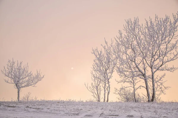 Belas árvores na geada de inverno — Fotografia de Stock